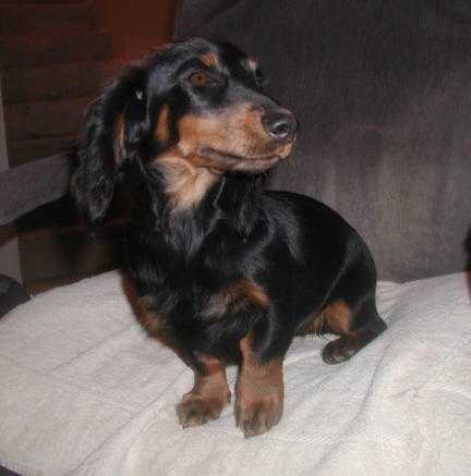 long haired dachshund black and tan. 3 longhaired( 2 lack with tan