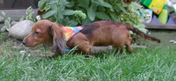 long haired dachshund dapple. Red Silver Dapple - 1 Blue Eye